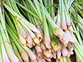 Lemon Grass