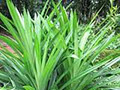 Pandan Leaves
